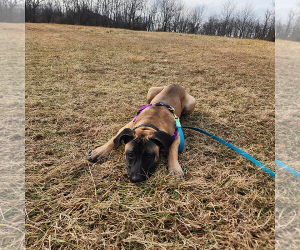Medium Photo #7 Mastiff-Unknown Mix Puppy For Sale in Catasauqua, PA, USA