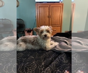 Mother of the Yorkshire Terrier puppies born on 05/31/2026