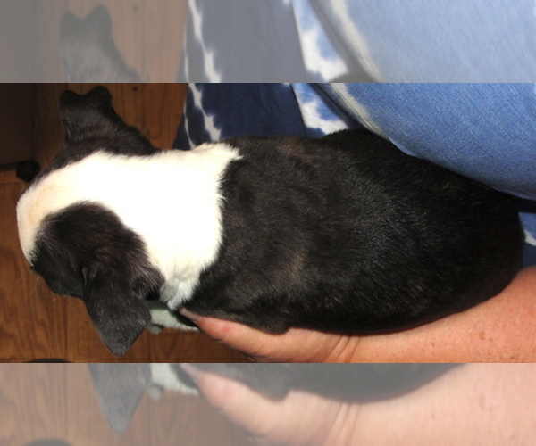 Medium Photo #6 Boston Terrier Puppy For Sale in BEND, OR, USA