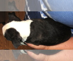 Small Photo #6 Boston Terrier Puppy For Sale in BEND, OR, USA