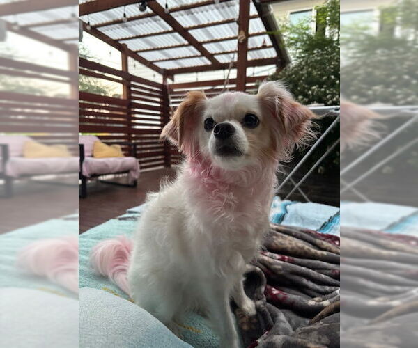 Medium Photo #1 Chion Puppy For Sale in Bellevue, WA, USA