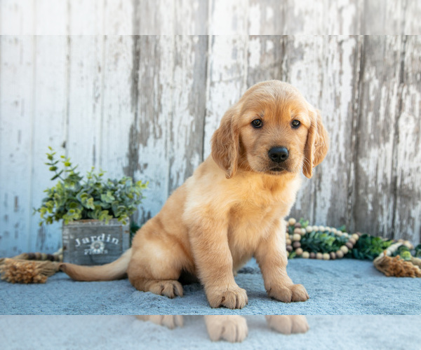 Medium Photo #2 Golden Retriever Puppy For Sale in HOLMESVILLE, OH, USA