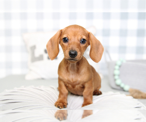 Dachshund Puppy for sale in MARIETTA, GA, USA