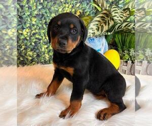 Rottweiler Puppy for sale in FRANKLIN, IN, USA