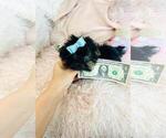 Small #4 Yorkshire Terrier