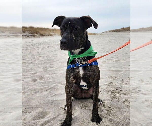 Medium Photo #12 Mutt Puppy For Sale in Woodbury, NY, USA