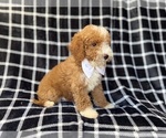 Small #2 Poodle (Miniature)