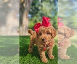 Small #3 Goldendoodle-Poodle (Toy) Mix