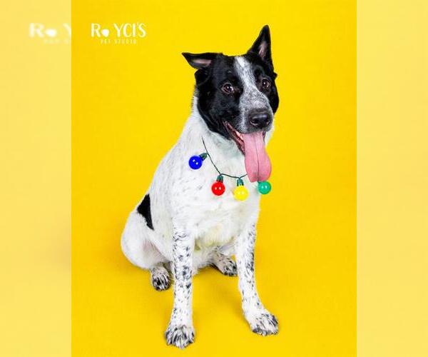 Medium Photo #1 Mutt Puppy For Sale in West Valley, UT, USA