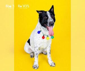 Mutt Dogs for adoption in West Valley, UT, USA