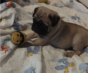 Pug Puppy for sale in BORING, OR, USA