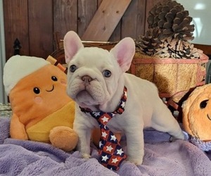 French Bulldog Puppy for sale in YANTIS, TX, USA
