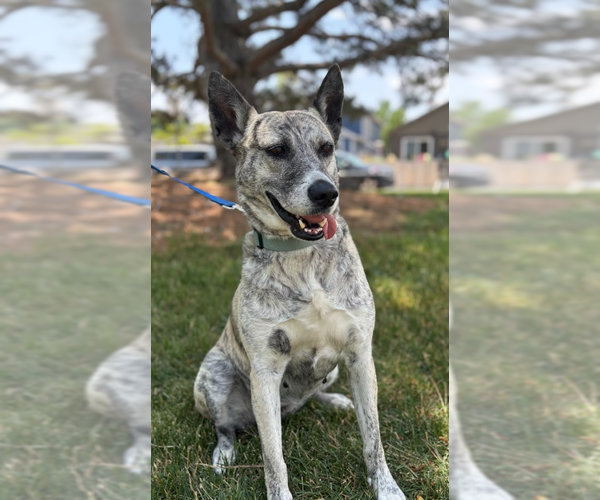 Medium Photo #4 Dutch Shepherd -Unknown Mix Puppy For Sale in Aurora, CO, USA