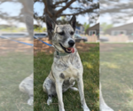 Small #3 Dutch Shepherd  Mix