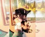 Small Photo #4 Siberian Husky Puppy For Sale in WILDOMAR, CA, USA