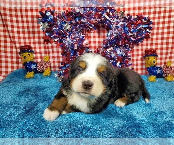 Medium Photo #8 Bernese Mountain Dog Puppy For Sale in BLACK FOREST, CO, USA
