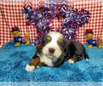 Small Photo #8 Bernese Mountain Dog Puppy For Sale in BLACK FOREST, CO, USA