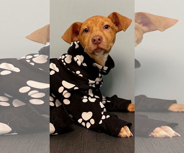 Medium Photo #2 American Pit Bull Terrier-Unknown Mix Puppy For Sale in Germantown, OH, USA