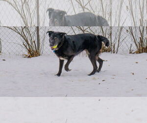 Cardi - Female Shepradors Dog for Adoption - Photo #13