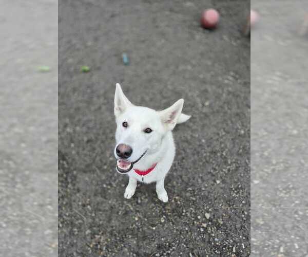 Medium Photo #8 Siberian Husky-Unknown Mix Puppy For Sale in Elmsford, NY, USA
