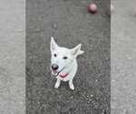 Small #7 Siberian Husky Mix