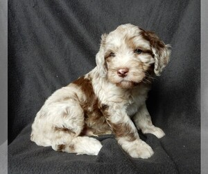 Labradoodle Puppy for sale in FREDERICKSBURG, OH, USA