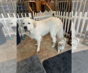 Oso - Male Great Pyrenees Dog for Adoption - Photo #2