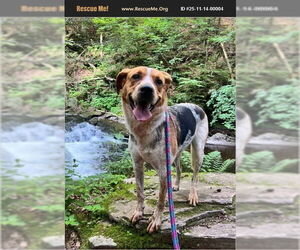 American Foxhound-Unknown Mix Dogs for adoption in Benton, PA, USA