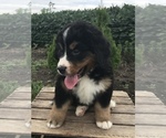 Small Photo #3 Bernese Mountain Dog Puppy For Sale in GOSHEN, IN, USA