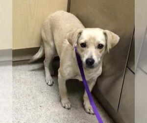 Mutt Dogs for adoption in Riverside, CA, USA