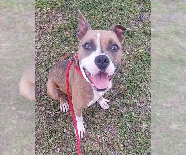 Medium Photo #1 American Staffordshire Terrier Puppy For Sale in Fort Lauderdale, FL, USA