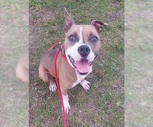 American Staffordshire Terrier Dogs for adoption in Fort Lauderdale, FL, USA