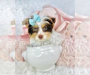 Yorkshire Terrier Puppy for sale in FT LAUDERDALE, FL, USA