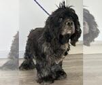 Small #1 Cocker Spaniel