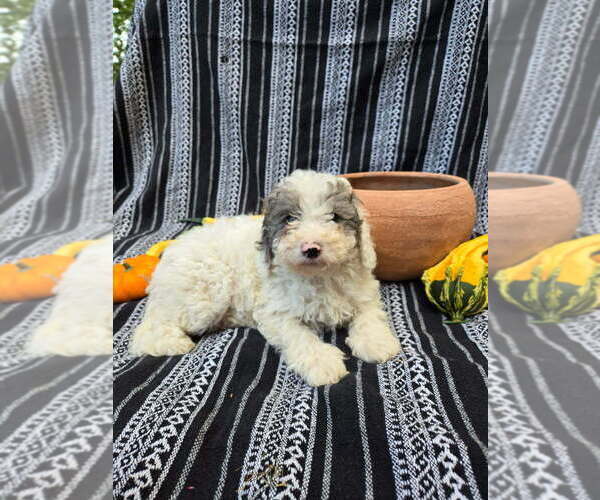Medium Photo #3 Poodle (Miniature) Puppy For Sale in CANON CITY, CO, USA