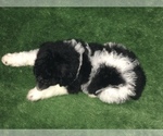 Small Photo #4 Poodle (Standard) Puppy For Sale in BELLA VISTA, AR, USA