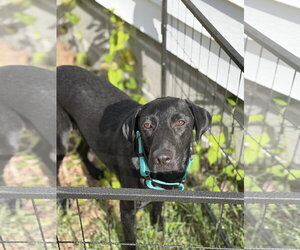 Mutt Dogs for adoption in Virginia Beach, VA, USA