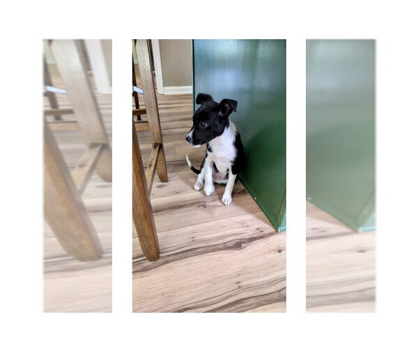 Medium Photo #2 Feist Terrier-Unknown Mix Puppy For Sale in Mooresville, NC, USA