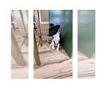 Small #1 Feist Terrier Mix