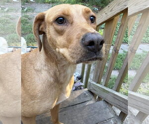 Sunflower - Female Labrador Retriever-Unknown Mix Dog for Adoption - Photo #5