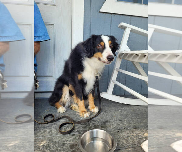 Medium Photo #3 Australian Shepherd-Unknown Mix Puppy For Sale in Linton, IN, USA