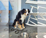 Small #2 Australian Shepherd Mix