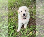 Small #4 German Shepherd Dog