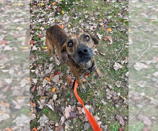 Medium Photo #19 Mutt Puppy For Sale in Elmsford, NY, USA