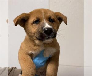 German Shepherd Dog-Unknown Mix Dogs for adoption in Bakersfield, CA, USA