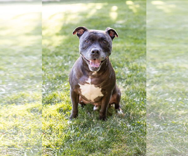 Medium Photo #15 Staffordshire Bull Terrier-Unknown Mix Puppy For Sale in Crete, IL, USA