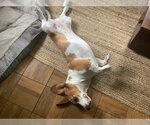 Small #2 Basset Hound
