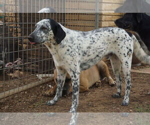 Labmatian Dogs for adoption in San Antonio, TX, USA