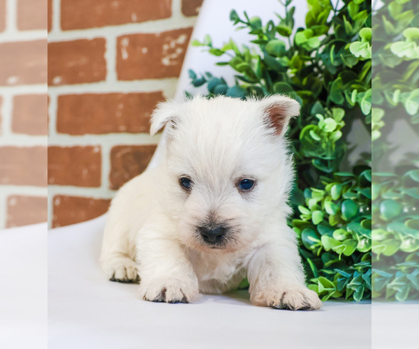 Medium Photo #6 West Highland White Terrier Puppy For Sale in SYRACUSE, IN, USA