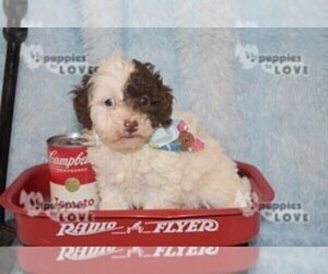 Poodle (Toy) Puppy for sale in SANGER, TX, USA